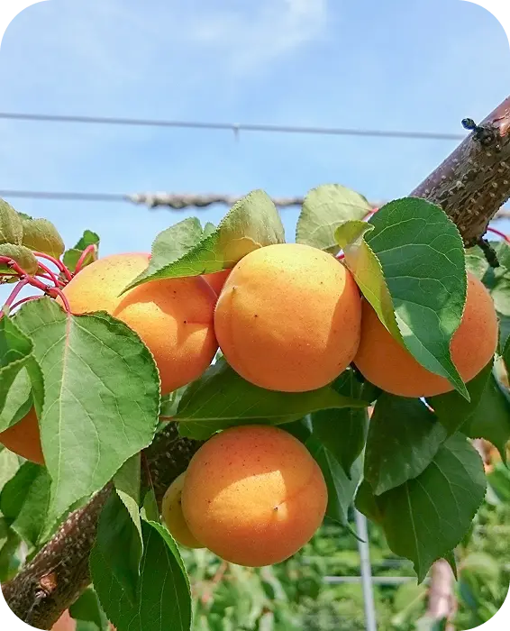 あんず